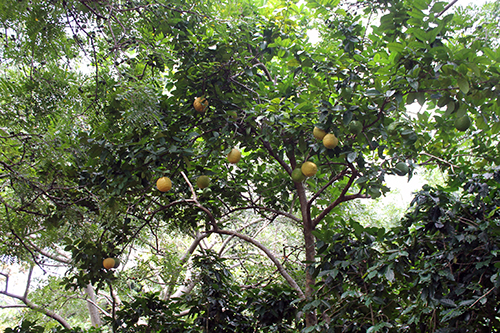 San Juan Opico celebrará su festival de la naranja - Periódico Equilibrium (blog)