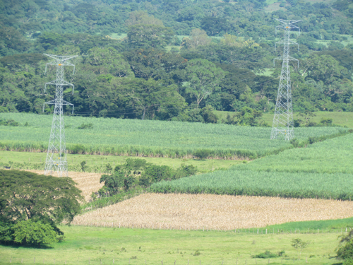 sorgo