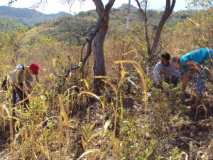 En búsqueda de soluciones al daño medioambiental producido por la quema