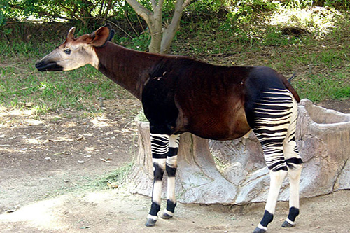 El Okapi de África en peligro de extinción