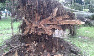 caida de arboles