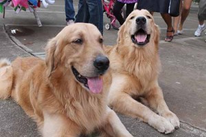 Oso y Sansón posando para la foto turística.