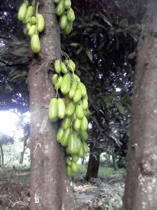 Mimbre parte del cultivo en Los Mangos.