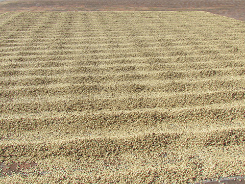 Así queda el grano tras el proceso.