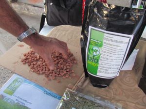 Semillas de maíz con biofertilizante.