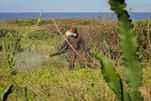 Fuerza Armada elimina mayor población de langosta detectada
